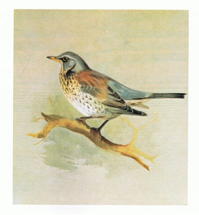 Fieldfare, pub. by Book Club Associates, 1972 by Archibald Thorburn